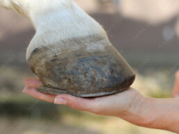 Nahaufnahme eines Pferdehufes